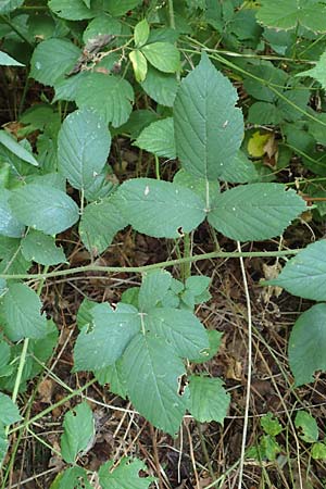 Rubus flexuosus \ Zickzackachsige Brombeere / Zigzag-Axis Bramble, D Karlsruhe 31.8.2019