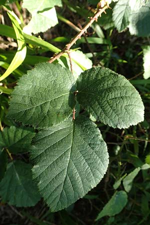 Rubus fissipetalus ? \ Schlitzbltige Brombeere / Slit-Flowered Bramble, D Karlsruhe 31.8.2019