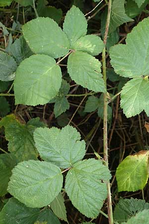 Rubus fasciculatus \ Bschelbltige Haselblatt-Brombeere / Fasciculate-Flowered Bramble, D Vaihingen-Ensingen 13.9.2019