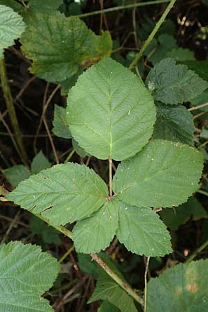 Rubus fasciculatus \ Bschelbltige Haselblatt-Brombeere / Fasciculate-Flowered Bramble, D Vaihingen-Ensingen 13.9.2019