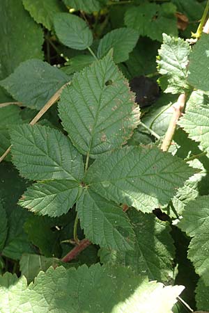 Rubus fasciculatus \ Bschelbltige Haselblatt-Brombeere / Fasciculate-Flowered Bramble, D Vaihingen-Ensingen 13.9.2019