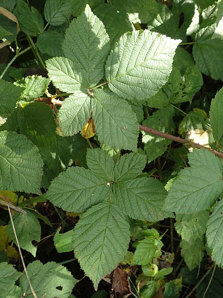 Rubus fasciculatus \ Bschelbltige Haselblatt-Brombeere, D Vaihingen-Ensingen 13.9.2019