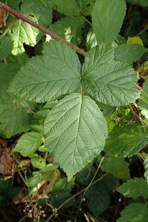 Rubus fasciculatus \ Bschelbltige Haselblatt-Brombeere, D Vaihingen-Ensingen 13.9.2019
