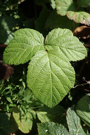 Rubus fasciculatus \ Bschelbltige Haselblatt-Brombeere / Fasciculate-Flowered Bramble, D Vaihingen-Ensingen 13.9.2019