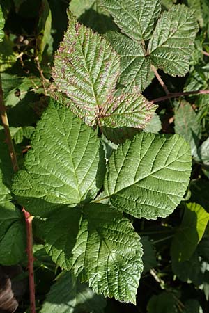 Rubus fasciculatus \ Bschelbltige Haselblatt-Brombeere, D Vaihingen-Ensingen 13.9.2019