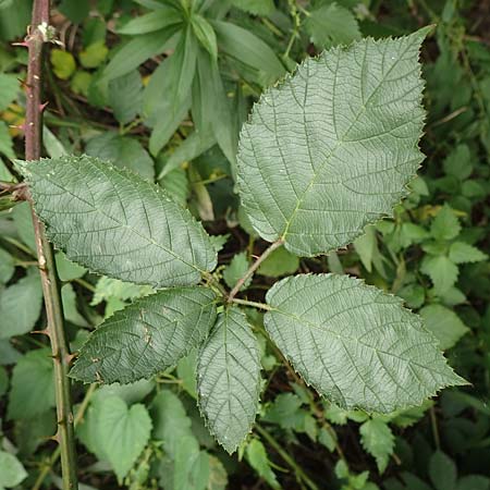 Rubus flaccidus s.l. \ Schlaffblttrige Brombeere / Flaccid-Leaved Bramble, D Eggenstein-Leopoldshafen 13.9.2019