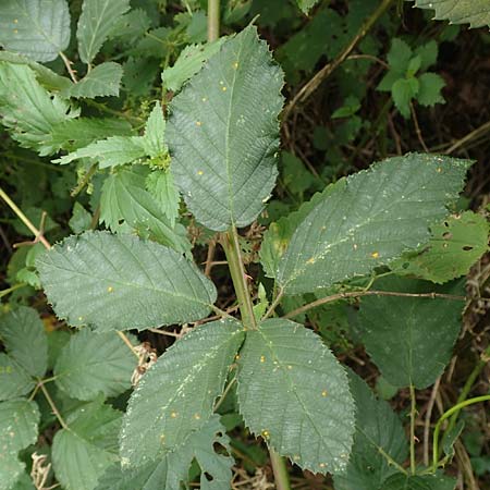 Rubus flaccidus s.l. \ Schlaffblttrige Brombeere / Flaccid-Leaved Bramble, D Eggenstein-Leopoldshafen 13.9.2019