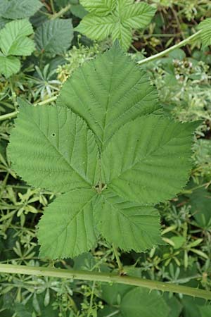 Rubus fasciculatus \ Bschelbltige Haselblatt-Brombeere, D Dautphetal-Damshausen 22.6.2020