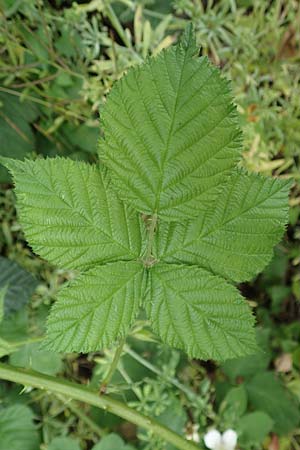 Rubus fasciculatus \ Bschelbltige Haselblatt-Brombeere / Fasciculate-Flowered Bramble, D Dautphetal-Damshausen 22.6.2020