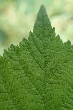 Rubus fasciculatus \ Bschelbltige Haselblatt-Brombeere, D Dautphetal-Damshausen 22.6.2020