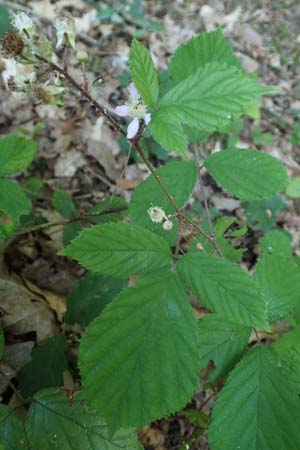 Rubus specH ? \ Brombeere / Bramble, D Odenwald, Rimbach 26.6.2020