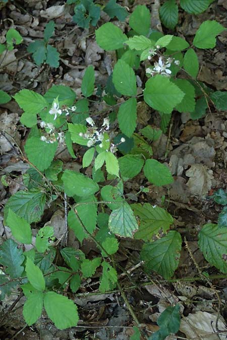 Rubus specH ? \ Brombeere, D Odenwald, Rimbach 26.6.2020