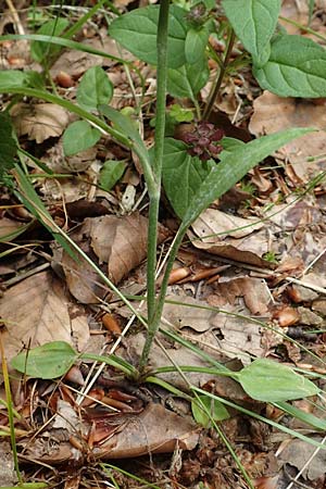 Ranunculus flammula \ Brennender Hahnenfu / Lesser Spearwort, D Hunsrück, Börfink 18.7.2020