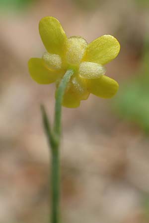 Ranunculus flammula \ Brennender Hahnenfu, D Hunsrück, Börfink 18.7.2020