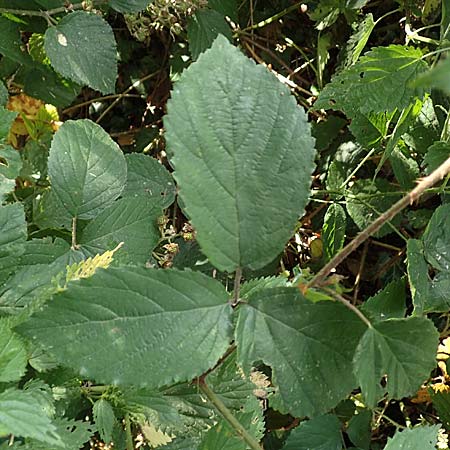 Rubus foliosus \ Blattreiche Brombeere, D Krickenbecker Seen 27.7.2020