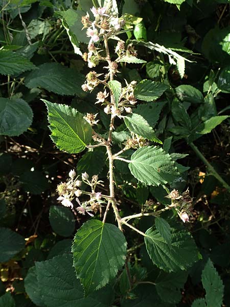 Rubus foliosus \ Blattreiche Brombeere / Leafy Bramble, D Krickenbecker Seen 27.7.2020