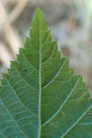 Rubus foliosus \ Blattreiche Brombeere / Leafy Bramble, D Niederaula 29.7.2020