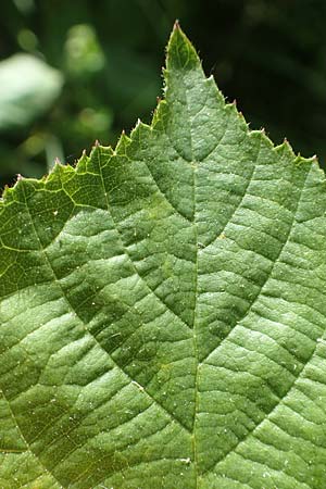 Rubus fabrimontanus / Schmiedeberg Bramble, D Unterbernhards 30.7.2020