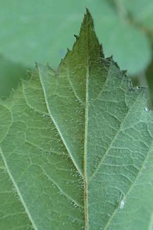 Rubus fabrimontanus / Schmiedeberg Bramble, D Gedern-Oberseemen 30.7.2020