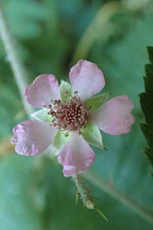 Rubus fabrimontanus \ Schmiedeberger Haselblatt-Brombeere / Schmiedeberg Bramble, D Gedern-Oberseemen 30.7.2020