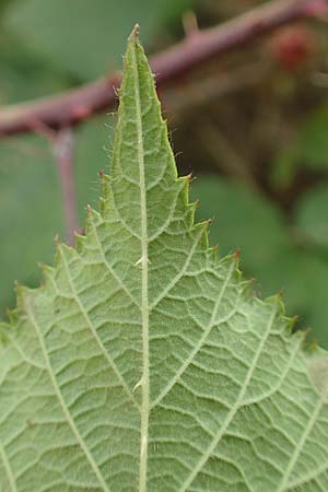 Rubus flabellatus \ Fcherartige Brombeere / Fan-Shaped Bramble, D Odenwald, Rimbach 27.8.2020