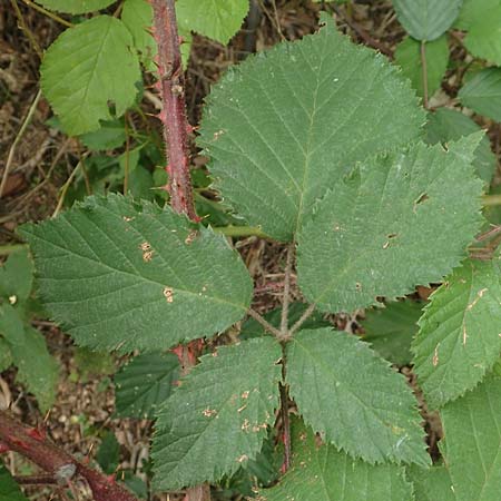 Rubus flabellatus \ Fcherartige Brombeere / Fan-Shaped Bramble, D Odenwald, Rimbach 27.8.2020