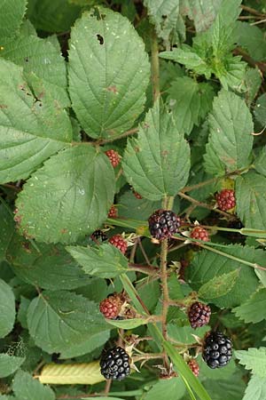 Rubus fuscus \ Braune Brombeere / Brown Bramble, D Bad Karlshafen 8.9.2020