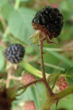 Rubus fuscus \ Braune Brombeere, D Bad Karlshafen 8.9.2020