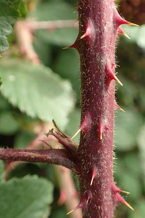 Rubus fuscus \ Braune Brombeere, D Bad Karlshafen 8.9.2020