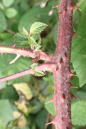 Rubus fuscus \ Braune Brombeere / Brown Bramble, D Bad Karlshafen 8.9.2020