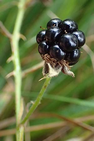 Rubus plicatus \ Falten-Brombeere / Plicate Bramble, D Neumünster, Dosenmoor 16.9.2021