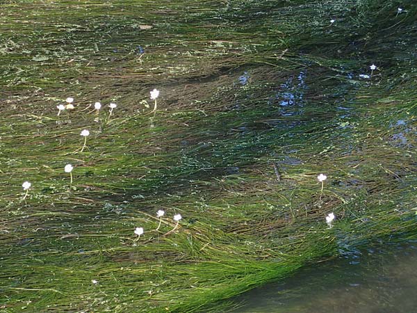 Ranunculus fluitans \ Flutender Hahnenfu / River Water Crowfoot, D Bahlingen am Kaiserstuhl 24.9.2021