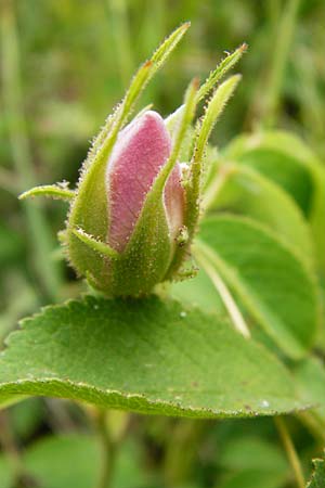 Rosa gallica \ Essig-Rose, Franzsische Rose / French Rose, Apothecary's Rose, D Östringen-Eichelberg 25.5.2015