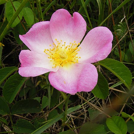 Rosa gallica \ Essig-Rose, Franzsische Rose / French Rose, Apothecary's Rose, D Östringen-Eichelberg 25.5.2015