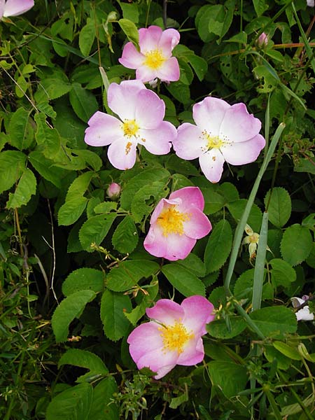 Rosa gallica \ Essig-Rose, Franzsische Rose / French Rose, Apothecary's Rose, D Östringen-Eichelberg 25.5.2015