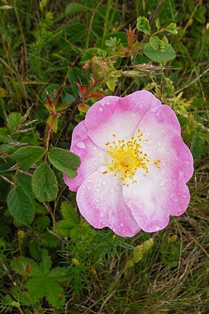 Rosa gallica \ Essig-Rose, Franzsische Rose / French Rose, Apothecary's Rose, D Gerolzhofen-Sulzheim 1.6.2015