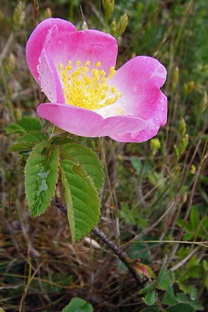 Rosa gallica \ Essig-Rose, Franzsische Rose / French Rose, Apothecary's Rose, D Gerolzhofen-Sulzheim 1.6.2015