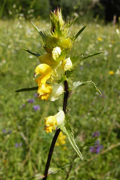 Rhinanthus glacialis \ Grannen-Klappertopf, D Allmendingen 10.7.2015