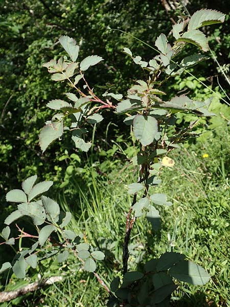 Rosa glauca / Redleaf Rose, D Fridingen 3.6.2015