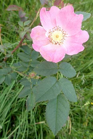 Rosa vosagiaca \ Vogesen-Rose, Blaugrne Rose / Glaucous Dog Rose, Thick-Leaved Rose, D Rechtenbach 20.6.2016