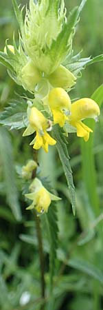 Rhinanthus glacialis \ Grannen-Klappertopf / Aristate Yellow-Rattle, D Pfronten 28.6.2016