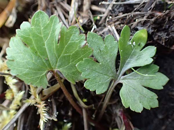 Ranunculus geraniifolius \ Stochschnabelblttriger Gold-Hahnenfu / Geranium-Leaved Goldilocks, D Bad Münstereifel 22.4.2017