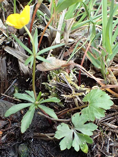 Ranunculus geraniifolius \ Stochschnabelblttriger Gold-Hahnenfu / Geranium-Leaved Goldilocks, D Bad Münstereifel 22.4.2017