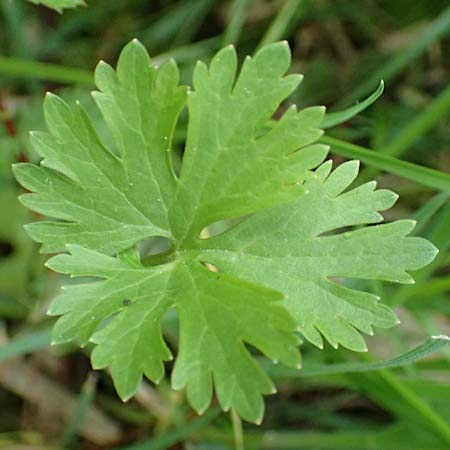 Ranunculus geraniifolius \ Stochschnabelblttriger Gold-Hahnenfu / Geranium-Leaved Goldilocks, D Bad Münstereifel 22.4.2017