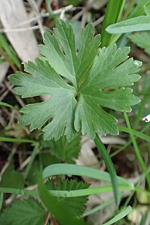 Ranunculus geraniifolius \ Stochschnabelblttriger Gold-Hahnenfu / Geranium-Leaved Goldilocks, D Bad Münstereifel 22.4.2017