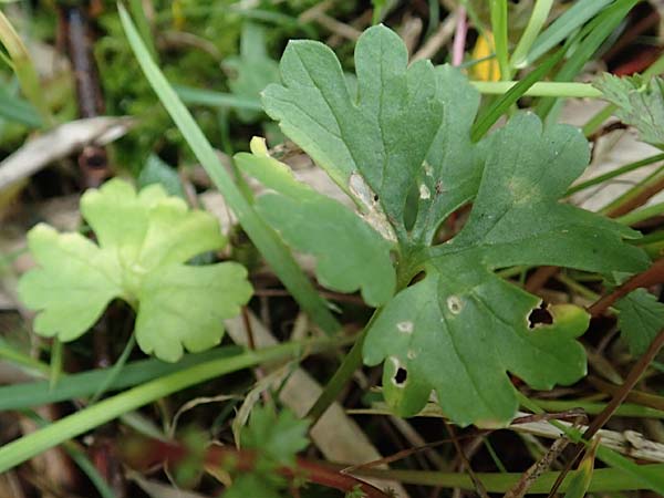 Ranunculus geraniifolius \ Stochschnabelblttriger Gold-Hahnenfu, D Bad Münstereifel 22.4.2017