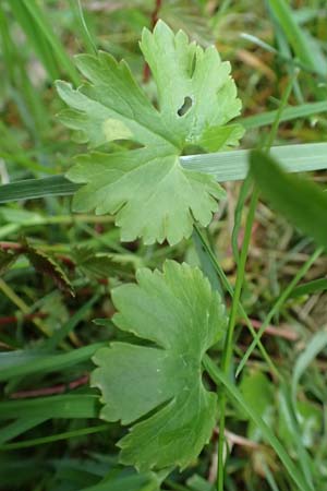 Ranunculus geraniifolius \ Stochschnabelblttriger Gold-Hahnenfu, D Bad Münstereifel 22.4.2017