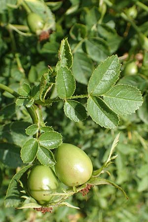 Rosa gremlii \ Gremli-Rose, D Frankfurt-Schwanheim 22.6.2019