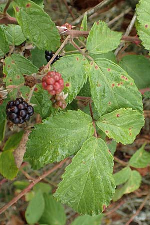 Rubus gracilis \ Haarstngelige Brombeere / Gracile Bramble, D Rheinstetten-Silberstreifen 14.8.2019