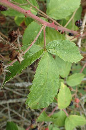 Rubus gracilis \ Haarstngelige Brombeere, D Rheinstetten-Silberstreifen 14.8.2019